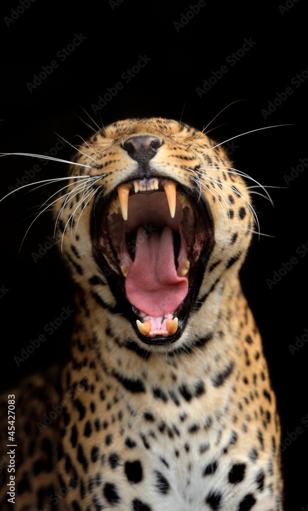 Obraz premium Leopard