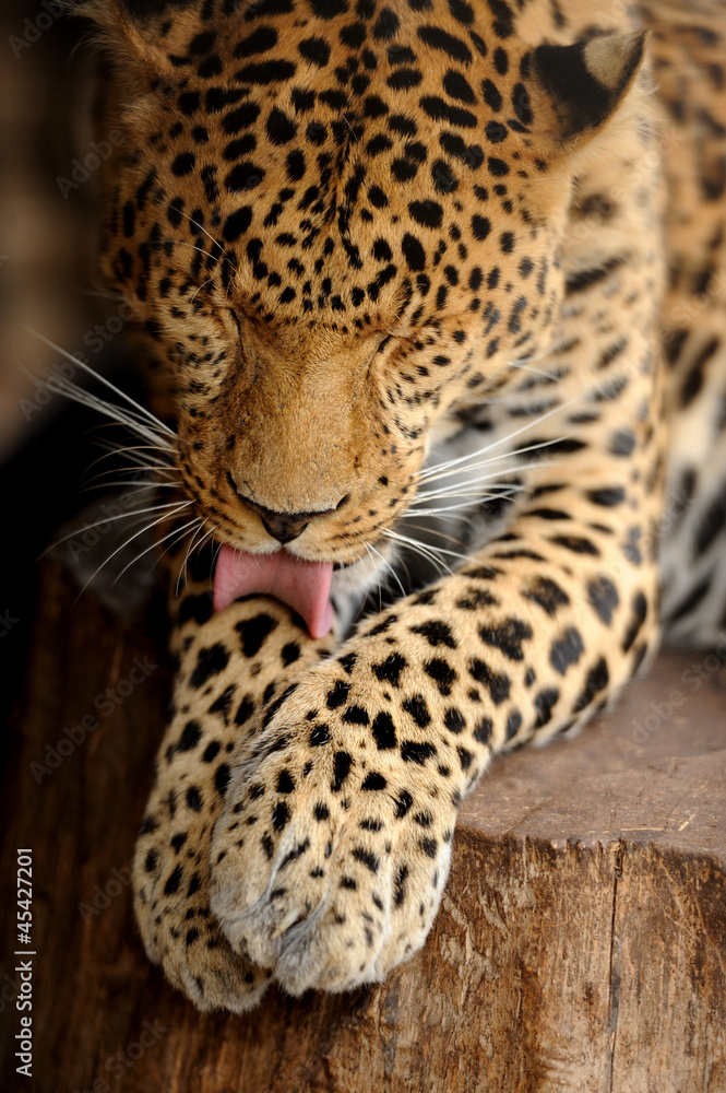 Leopard Leopard