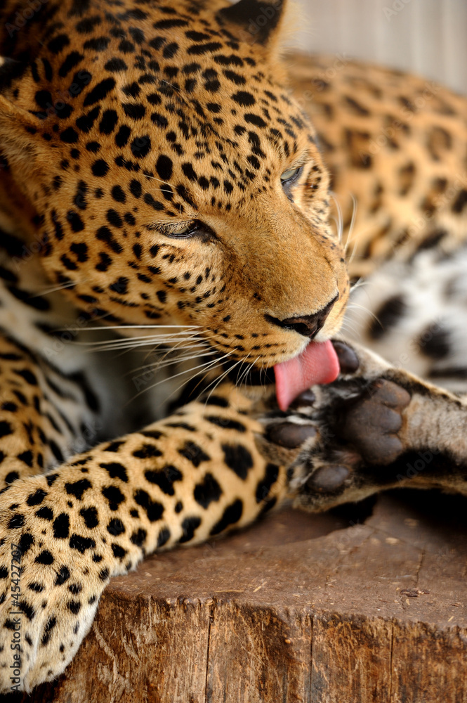 Obraz premium Leopard