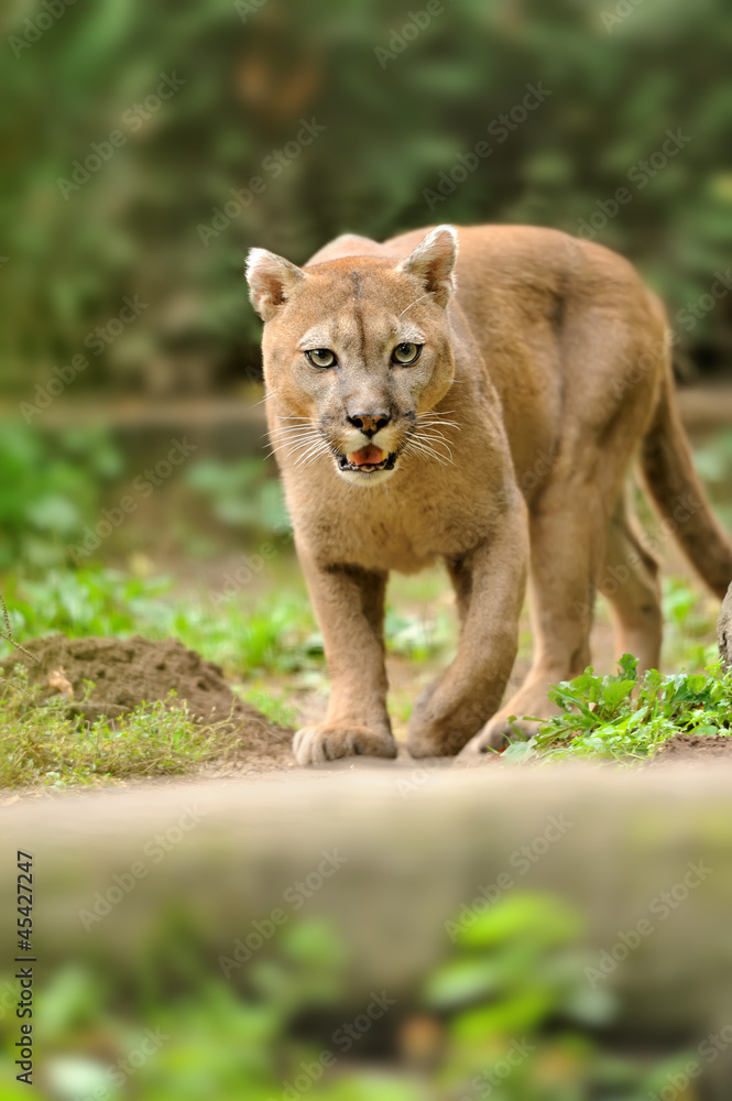 Obraz premium Cougar