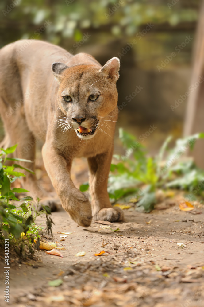 Fototapeta premium Cougar
