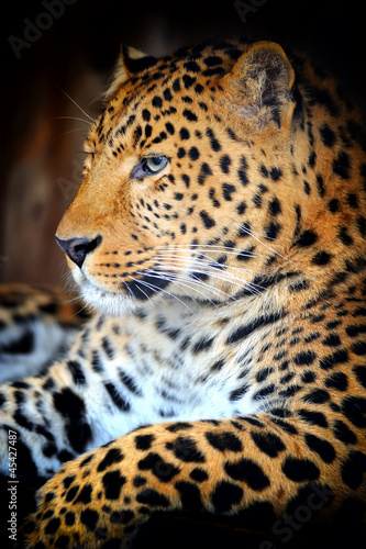 Leopard