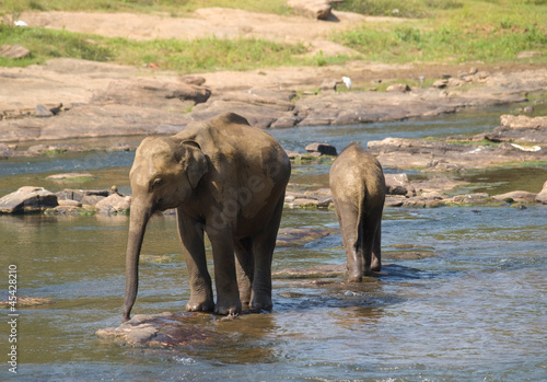 Two young elephants in the river