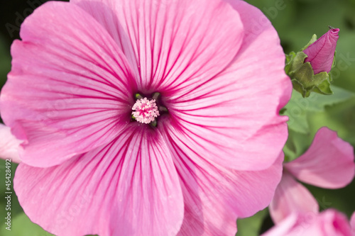 Fototapeta Naklejka Na Ścianę i Meble -  Pink freshness. Flowers Mallow (Malva neglecta)