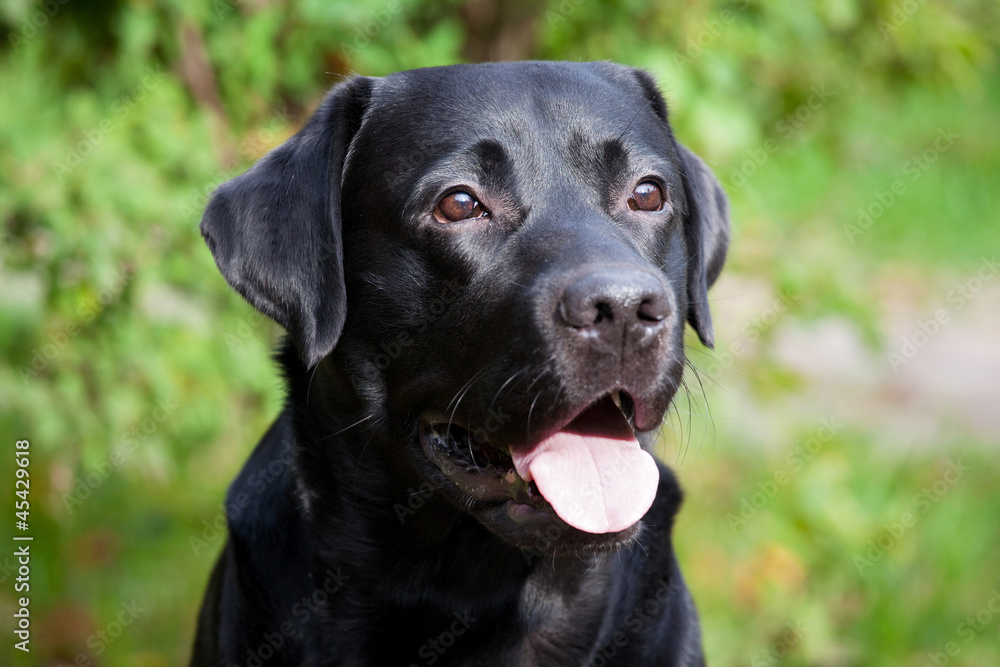 Muzzle black labrador