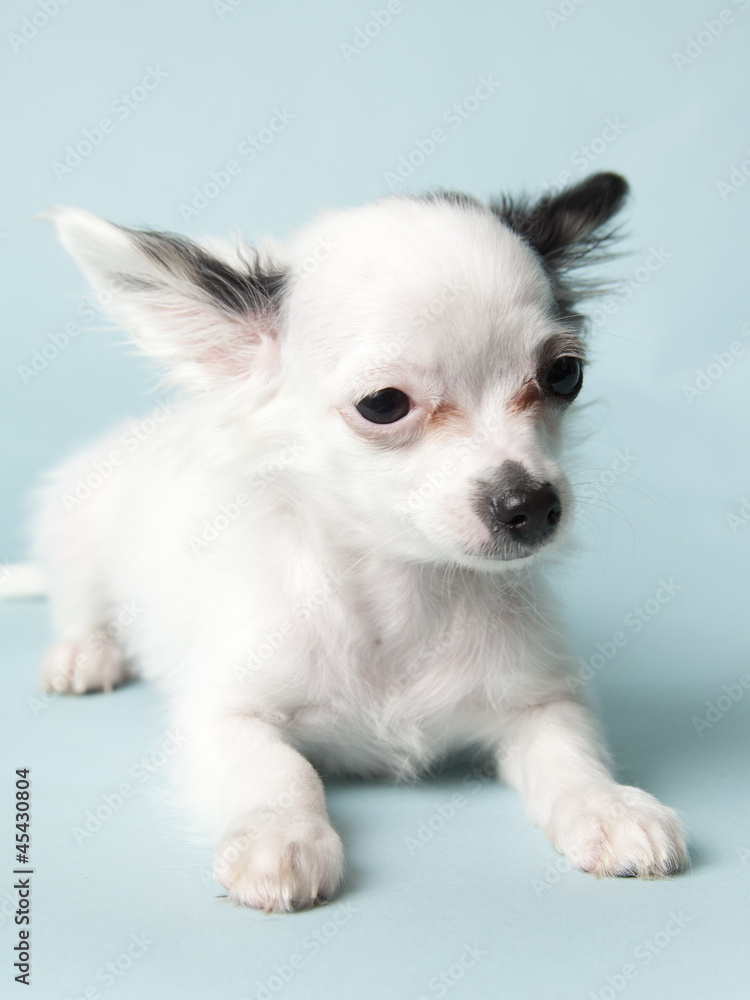 chihuahua on colored background