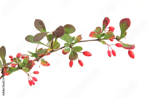Berberitze (Berberis vulgaris)