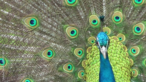Beautifull peacock closeup