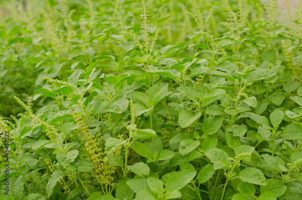 Holy Basil (Ocimum sanctum) Holy Basil (Ocimum sanctum)