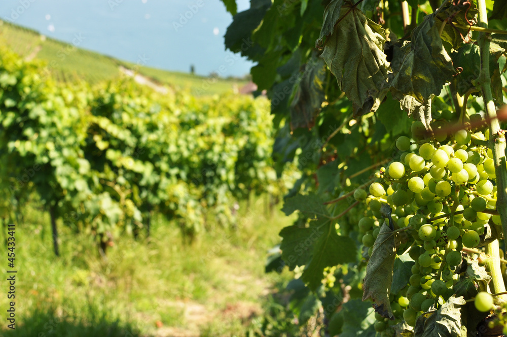 Vineyards in Lavaux region against Geneva lake, Switzerland