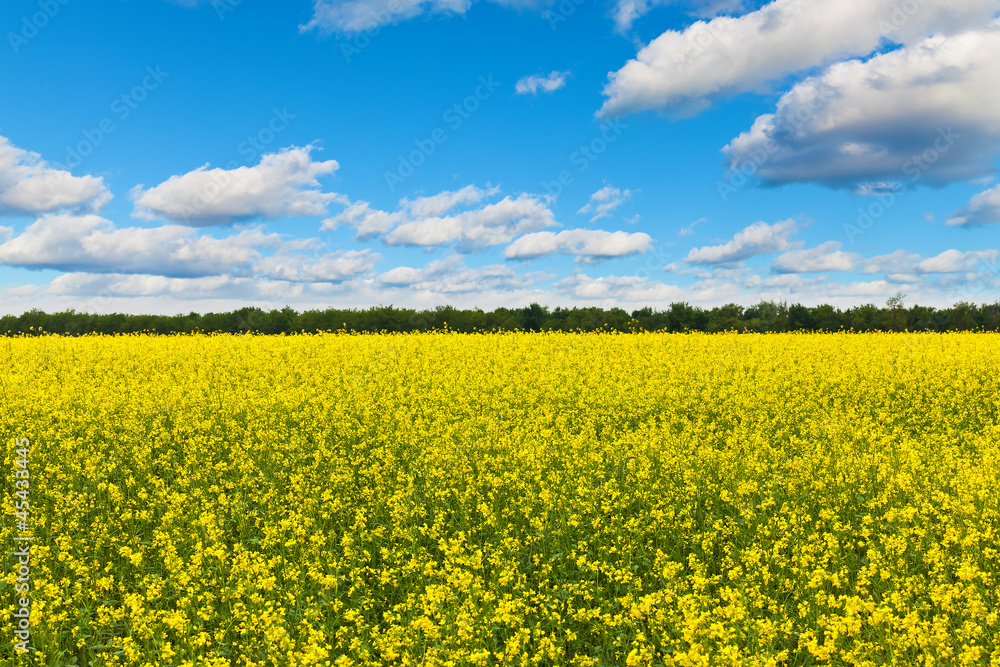 Rape field