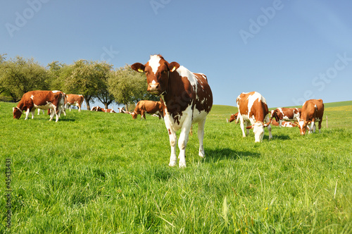 Cows in Emmental region, Switzerland