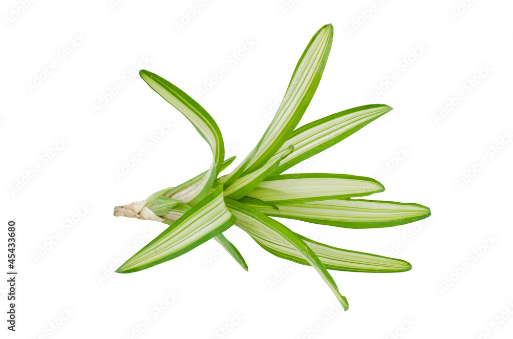 Bromeliad isolated on white background Bromeliad isolated on white background