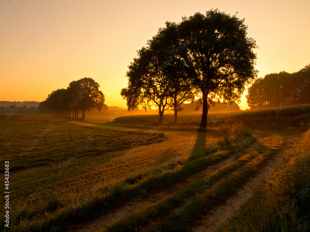 Naklejka premium back lit trees during sunrise