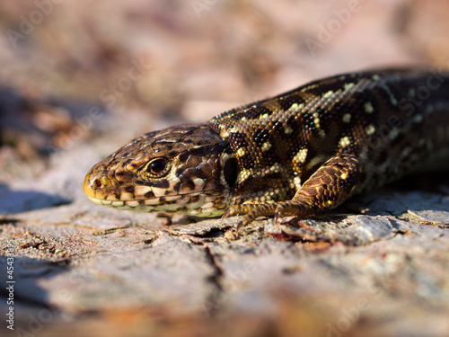 Sand lizard portrait side close up