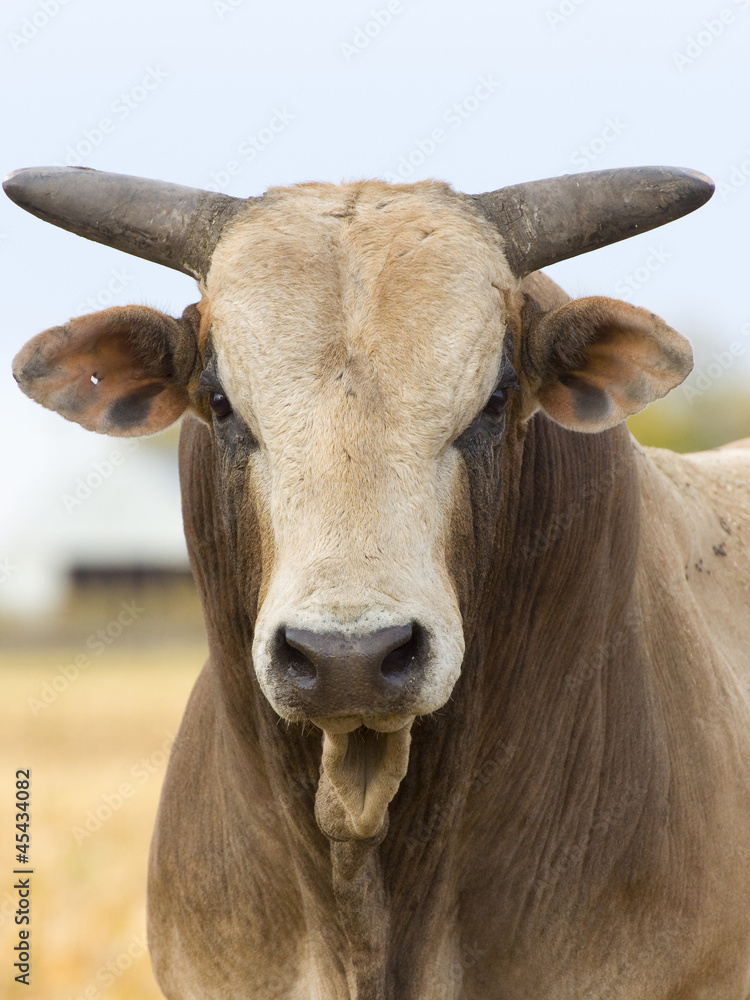 Angry Mean Bull foto de Stock Adobe Stock