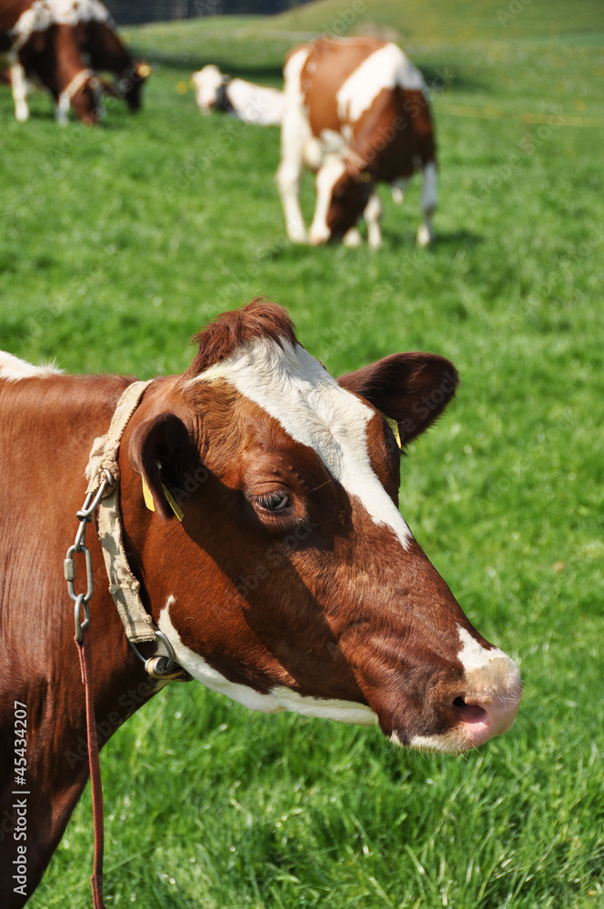 Cows in Emmental region, Switzerland Cows in Emmental region, Switzerland