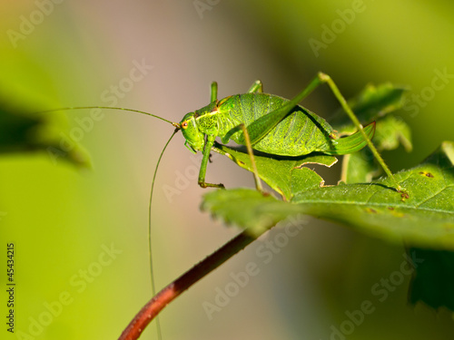 Female of a speckled bush-cricket (Leptophyes punctatissima) wal © creativenature.nl