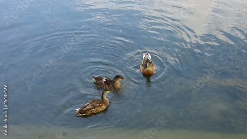 Enten fuettern vid 02 photo