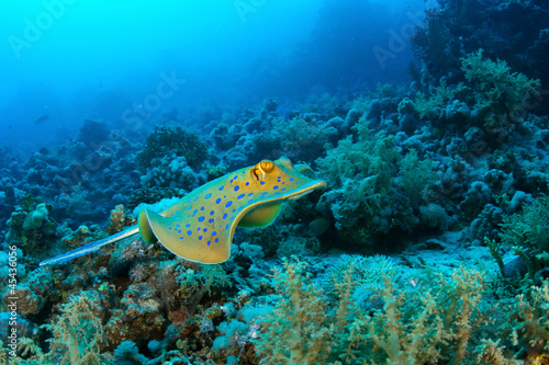Bluespotted ribbontail ray against Reef in the Red Sea, Egypt.