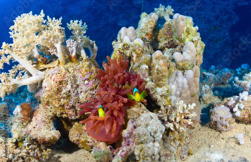 Twoband anemonefishes on the background of corals.