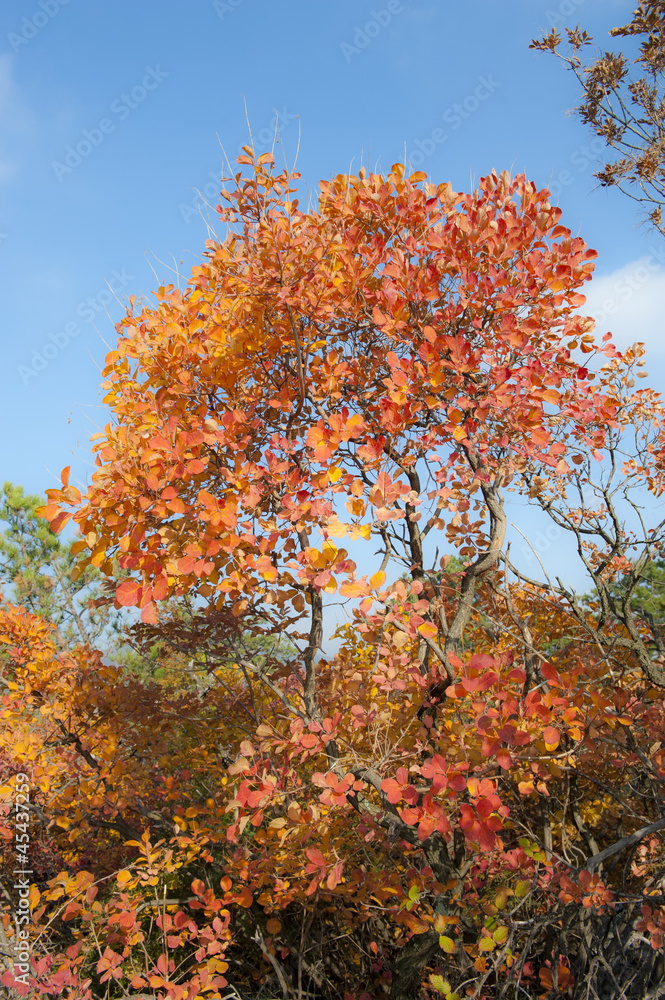 Sommacco del Carso d'autunno. Sentiero di Rilke - Duino Sommacco del Carso d'autunno. Sentiero di Rilke - Duino