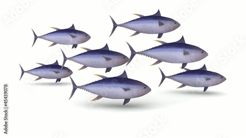 branco tonni pinna gialla su fondo bianco, animazione 3d loop