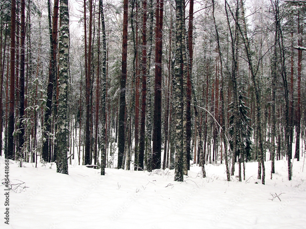 Fototapeta premium Winter forest
