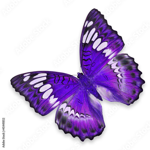 Purple butterfly photo