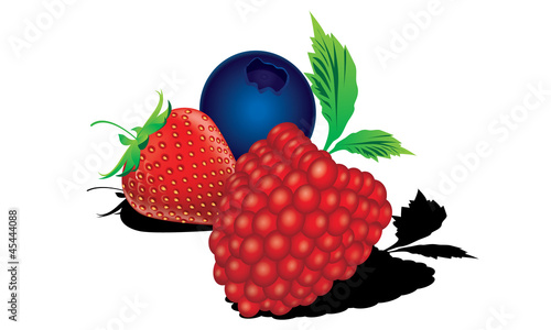 Fototapeta Naklejka Na Ścianę i Meble -  Mixed berries Raspberry, blueberry, strawberry vector