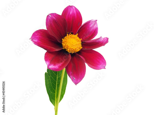 dahlia flower