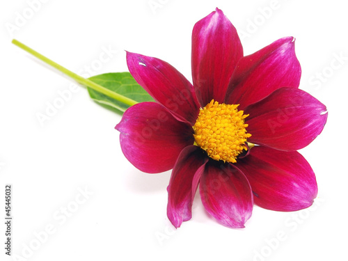 dahlia flower