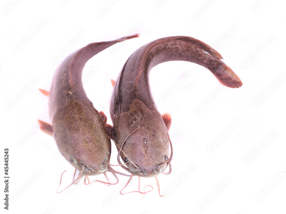 Obraz premium catfish