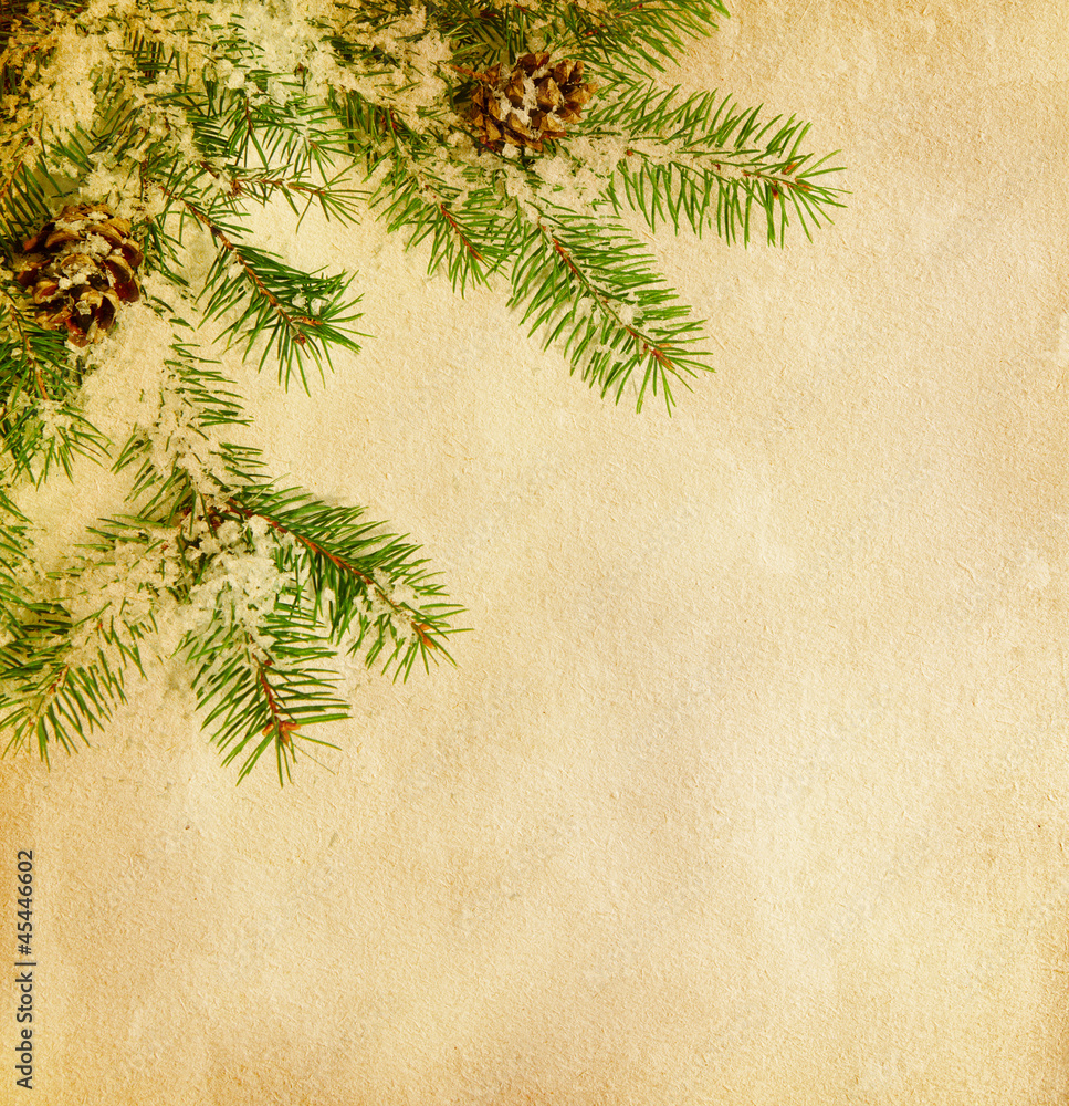 fir twig on old paper fir twig on old paper