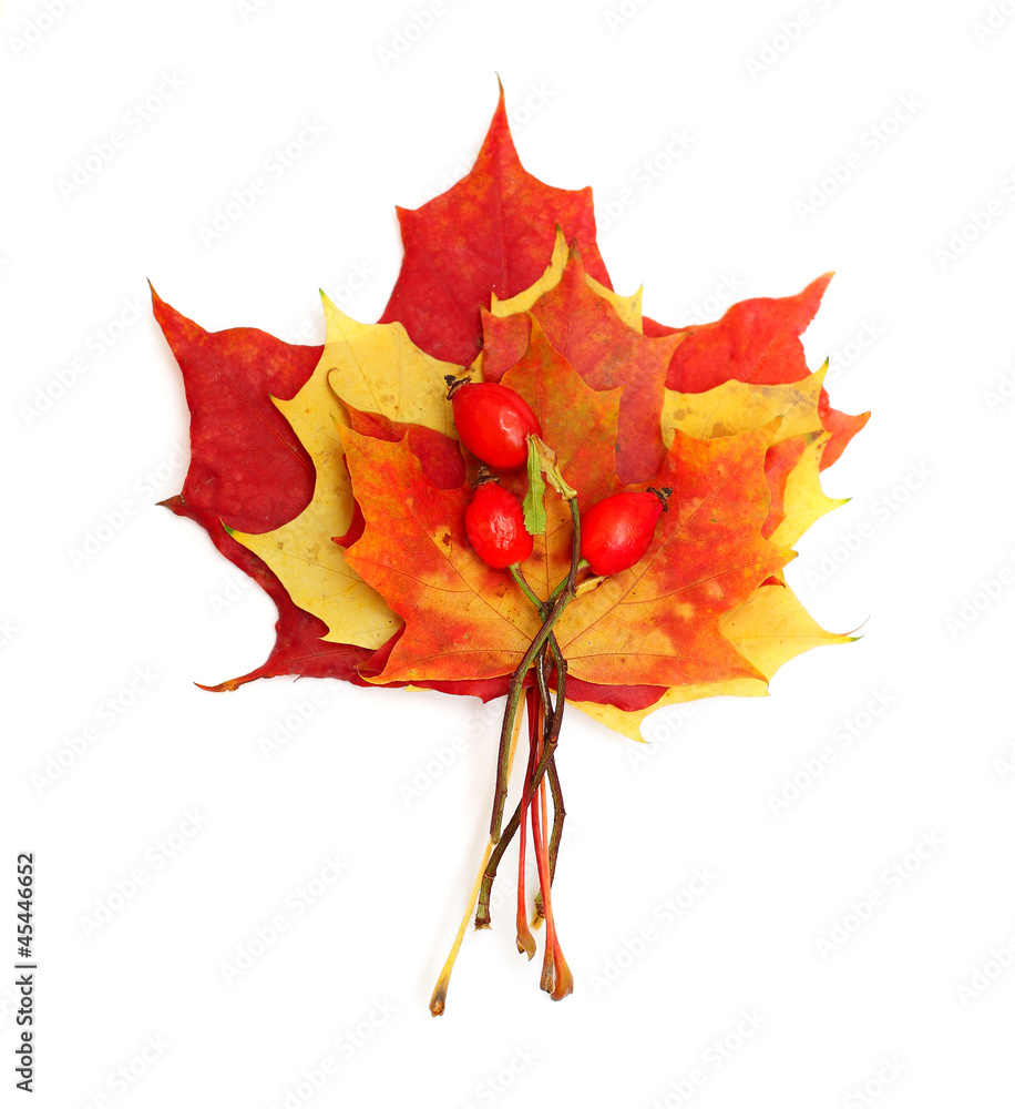 Fototapeta premium Maple leaf - autumn concept