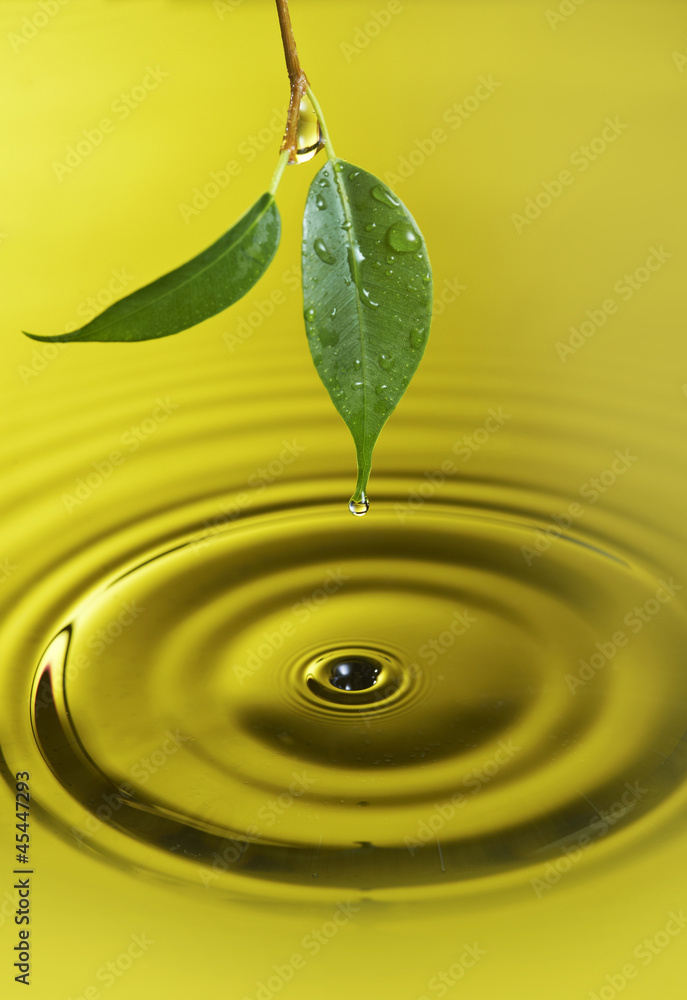 Water droplet falling from a green leaf is creating circles Water droplet falling from a green leaf is creating circles