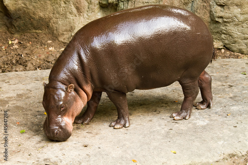 hippo eat grass in nightsafari chiangmai Thailand