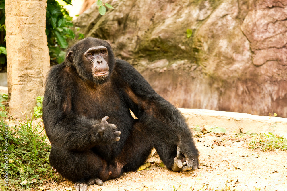chimpanzee sitting peacefully, in nightsafari chiangmai Thailan chimpanzee sitting peacefully, in nightsafari chiangmai Thailan