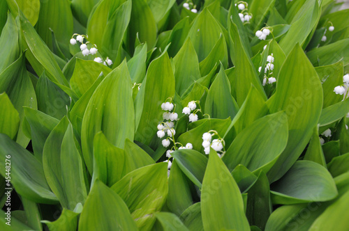Lilly of the valley flowers, upper view