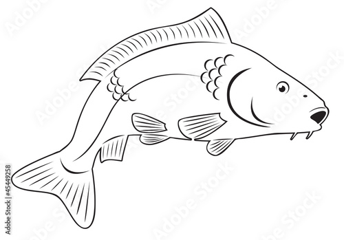 carp fish