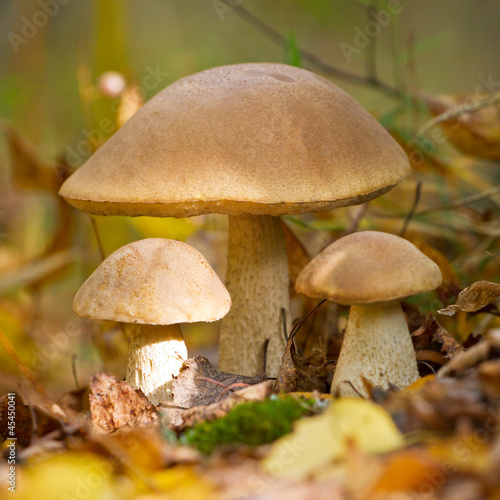 Autumn forest eatable mushrooms