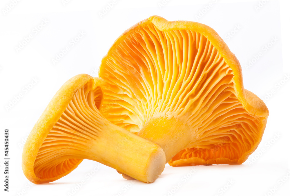 Edible wild mushroom – chanterelle (Cantharellus cibarius) Edible wild mushroom – chanterelle (Cantharellus cibarius)