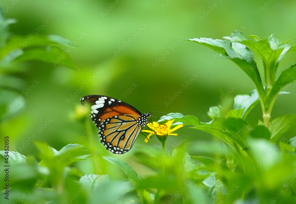 butterfly over a flower and green background butterfly over a flower and green background