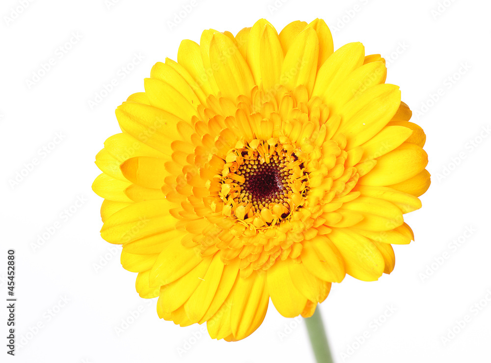 gerbera gerbera