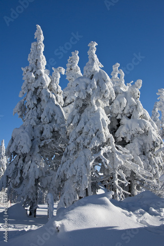 Winter Trees