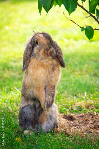 Cute rabbit enjoying his freedom in the garden