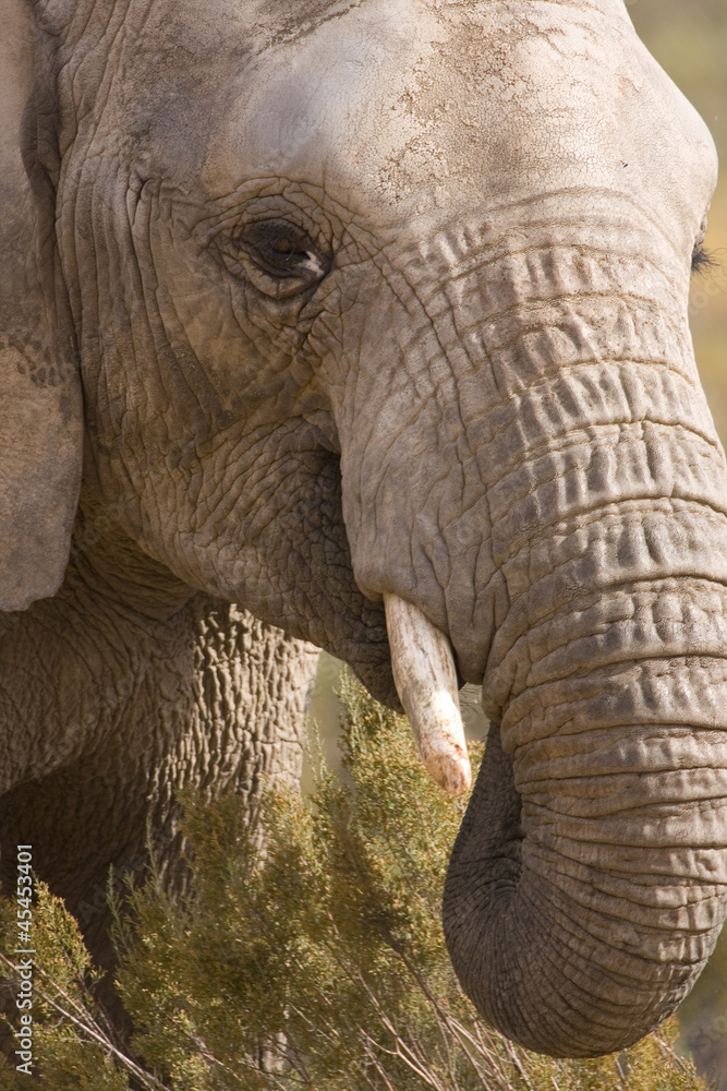 African Elephant Head shot feeding, Aquila, South Africa African Elephant Head shot feeding, Aquila, South Africa