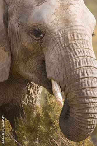 African Elephant Head shot feeding, Aquila, South Africa