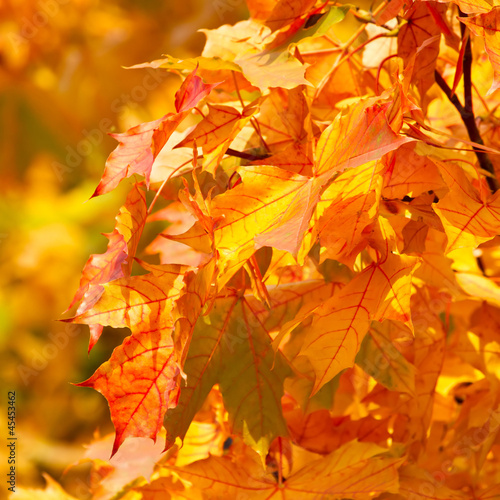 Yellow autumnal maple leaves background