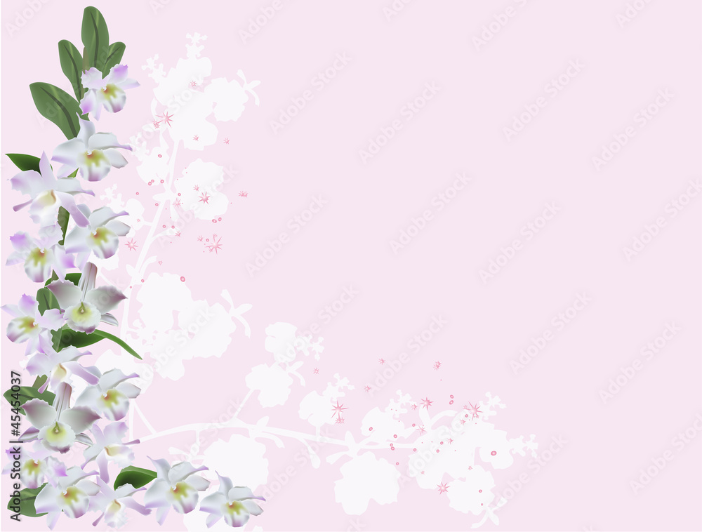 light lilac orchids corner on pink light lilac orchids corner on pink